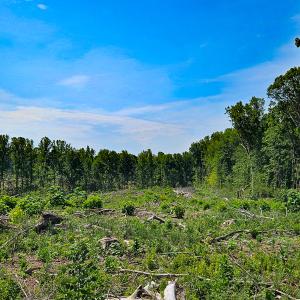 Photo #28 of SOLD property in Off Salem Church Road, King George, VA 87.0 acres