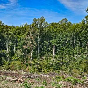 Photo #33 of SOLD property in Off Salem Church Road, King George, VA 87.0 acres