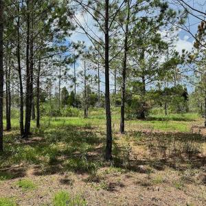 Photo #12 of SOLD property in 713 Sawyer Rd,  Scranton , NC 10.4 acres