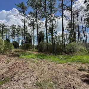 Photo #16 of SOLD property in 713 Sawyer Rd,  Scranton , NC 10.4 acres