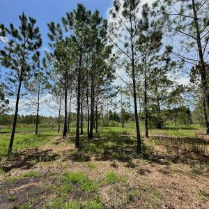 Photo #18 of SOLD property in 713 Sawyer Rd,  Scranton , NC 10.4 acres
