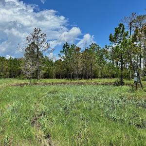 Photo #2 of SOLD property in 713 Sawyer Rd,  Scranton , NC 10.4 acres