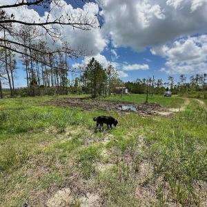Photo #36 of SOLD property in 713 Sawyer Rd,  Scranton , NC 10.4 acres