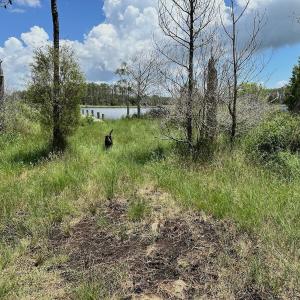 Photo #44 of SOLD property in 713 Sawyer Rd,  Scranton , NC 10.4 acres
