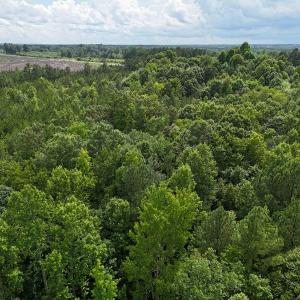 Photo #11 of SOLD property in Off Pairs Drive, Lawrenceville, VA 9.1 acres
