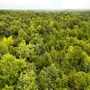 Photo #12 of SOLD property in Off Pairs Drive, Lawrenceville, VA 9.1 acres