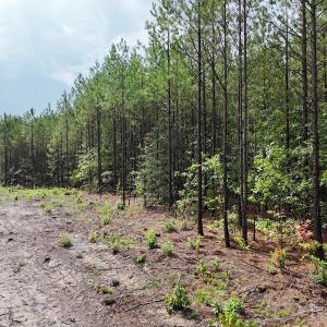 Photo #7 of SOLD property in Off Pairs Drive, Lawrenceville, VA 9.1 acres