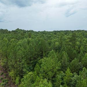 Photo #8 of SOLD property in Off Pairs Drive, Lawrenceville, VA 9.1 acres