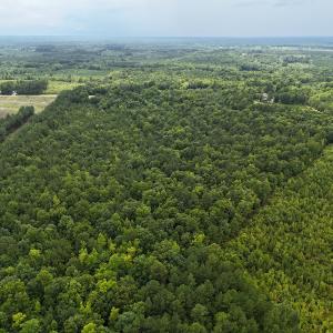 Photo #9 of SOLD property in Off Pairs Drive, Lawrenceville, VA 9.1 acres