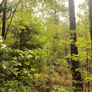 Photo #13 of SOLD property in Off Pairs Drive, Lawrenceville, VA 9.1 acres