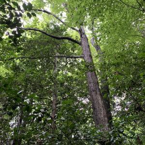 Photo #14 of SOLD property in Off Pairs Drive, Lawrenceville, VA 9.1 acres