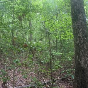 Photo #16 of SOLD property in Off Pairs Drive, Lawrenceville, VA 9.1 acres