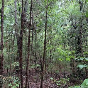 Photo #17 of SOLD property in Off Pairs Drive, Lawrenceville, VA 9.1 acres