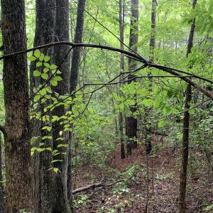 Photo #19 of SOLD property in Off Pairs Drive, Lawrenceville, VA 9.1 acres