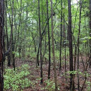 Photo #20 of SOLD property in Off Pairs Drive, Lawrenceville, VA 9.1 acres
