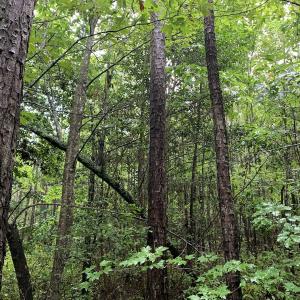 Photo #21 of SOLD property in Off Pairs Drive, Lawrenceville, VA 9.1 acres