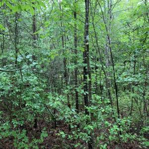 Photo #22 of SOLD property in Off Pairs Drive, Lawrenceville, VA 9.1 acres