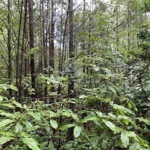 Photo #23 of SOLD property in Off Pairs Drive, Lawrenceville, VA 9.1 acres