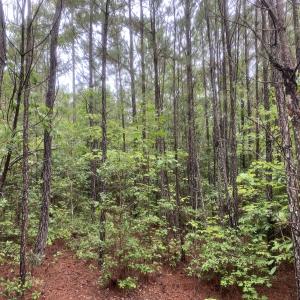Photo #24 of SOLD property in Off Pairs Drive, Lawrenceville, VA 9.1 acres