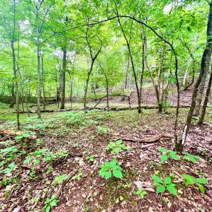Photo #25 of SOLD property in Off Brookside Court, Axton, VA 10.0 acres