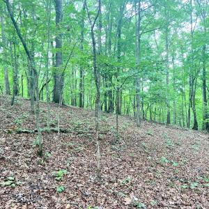 Photo #9 of SOLD property in Off Brookside Court, Axton, VA 10.0 acres