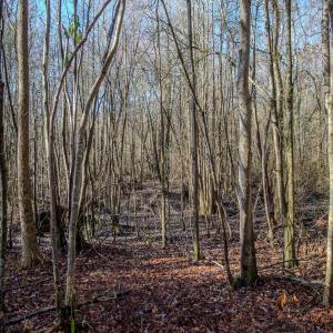 Photo #22 of 4068 Midway Road, Maxton, NC 115.3 acres