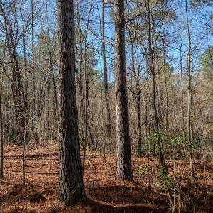 Photo #24 of 4068 Midway Road, Maxton, NC 115.3 acres