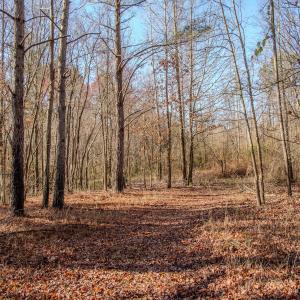Photo #32 of 4068 Midway Road, Maxton, NC 115.3 acres