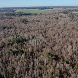Photo #5 of 4068 Midway Road, Maxton, NC 115.3 acres