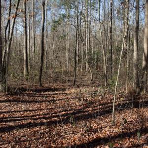Photo #33 of 4068 Midway Road, Maxton, NC 115.3 acres
