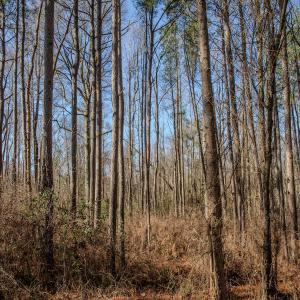 Photo #34 of 4068 Midway Road, Maxton, NC 115.3 acres
