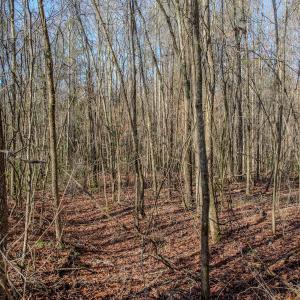 Photo #37 of 4068 Midway Road, Maxton, NC 115.3 acres