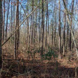 Photo #38 of 4068 Midway Road, Maxton, NC 115.3 acres