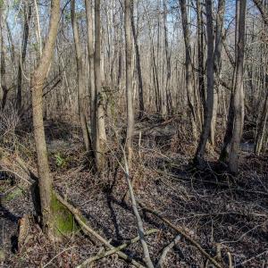 Photo #49 of 4068 Midway Road, Maxton, NC 115.3 acres