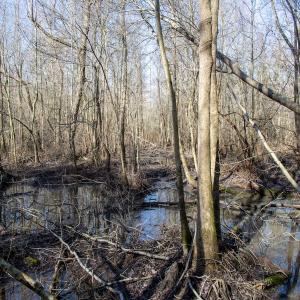 Photo #50 of 4068 Midway Road, Maxton, NC 115.3 acres