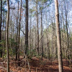 Photo #52 of 4068 Midway Road, Maxton, NC 115.3 acres