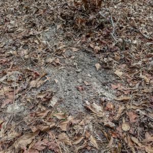 Photo #53 of 4068 Midway Road, Maxton, NC 115.3 acres