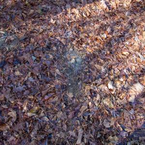 Photo #54 of 4068 Midway Road, Maxton, NC 115.3 acres