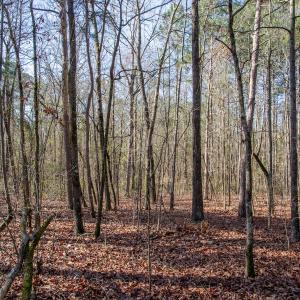 Photo #55 of 4068 Midway Road, Maxton, NC 115.3 acres