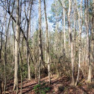 Photo #56 of 4068 Midway Road, Maxton, NC 115.3 acres