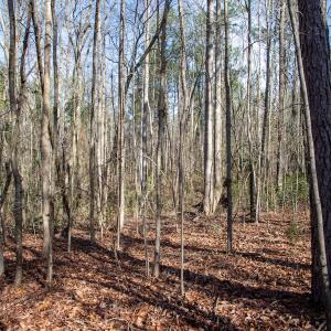 Photo #59 of 4068 Midway Road, Maxton, NC 115.3 acres