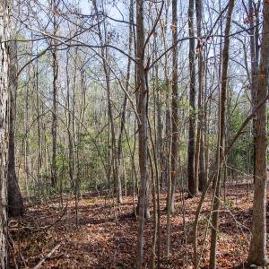 Photo #62 of 4068 Midway Road, Maxton, NC 115.3 acres