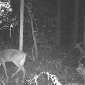 Photo #64 of 4068 Midway Road, Maxton, NC 115.3 acres