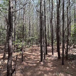 Photo #11 of SOLD property in Blue Star Highway, Jarratt, VA 28.0 acres