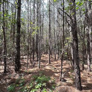 Photo #12 of SOLD property in Blue Star Highway, Jarratt, VA 28.0 acres