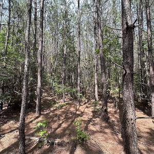 Photo #13 of SOLD property in Blue Star Highway, Jarratt, VA 28.0 acres