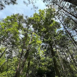 Photo #15 of SOLD property in Blue Star Highway, Jarratt, VA 28.0 acres
