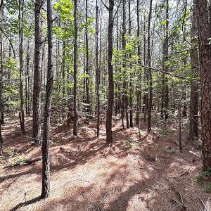 Photo #16 of SOLD property in Blue Star Highway, Jarratt, VA 28.0 acres