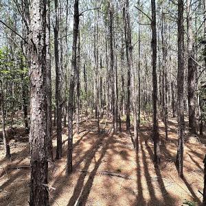 Photo #17 of SOLD property in Blue Star Highway, Jarratt, VA 28.0 acres