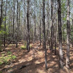 Photo #18 of SOLD property in Blue Star Highway, Jarratt, VA 28.0 acres
